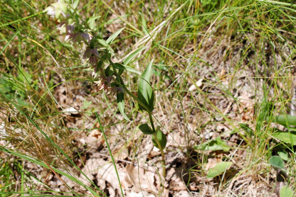 Epipactis helleborine